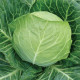 Билбо F1 семена капусты б/к ранней (NongWoo Bio)