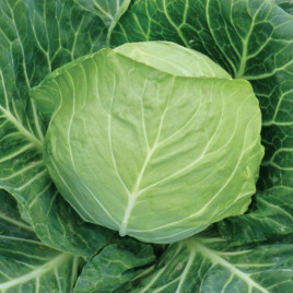 Билбо F1 семена капусты б/к ранней (NongWoo Bio)
