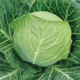 Билбо F1 семена капусты б/к ранней (NongWoo Bio)
