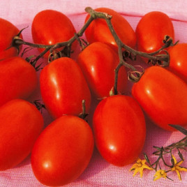 Ксико F1 семена томата дет (NongWoo Bio)