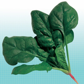 Віп насіння шпинату (NongWoo Bio)