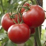 Зодіак F1 насіння томата індет. рож. окр. (NongWoo Bio)