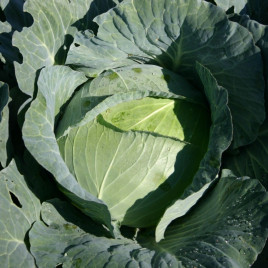 Суприм Квін F1 насіння капусти б/к середньої (NongWoo Bio)