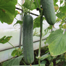 Ловели F1 семена огурца партенокарп раннего 37 дн 20-23 см (NongWoo Bio)