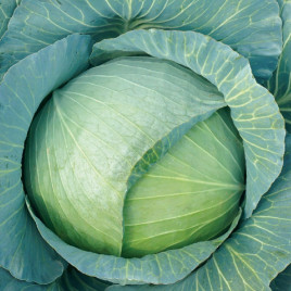 Капуста Сапфир F1 