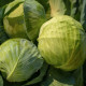 Лотто F1 семена капусты б/к среднепоздней 95-110 дн. 2-3 кг окр.-овал. (NongWoo Bio)