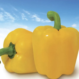 Мінерва F1 насіння перцю солодкого (United Genetics)