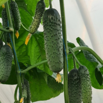 КС 507 F1 насіння огірка корнішону партенокарп. раннього 12-14 см (Kitano Seeds)