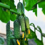 КС 45 F1 насіння огірка корнішону партенокарп. раннього 10-12 см (Kitano Seeds)