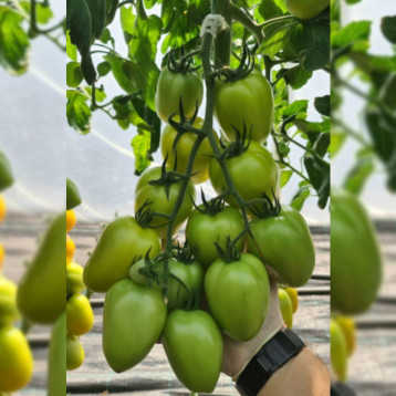 КС 221 F1 семена томата индет. раннего слив. 100-120 гр. желт. (Kitano Seeds)