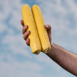 Фаестар F1 семена кукурузы суперсладкой Sh2 средней 77-79 дн. 24-26 см (Syngenta)