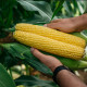 Фаєстар F1 насіння кукурудзи суперсолодкої Sh2 середньої 77-79 дн. 24-26 см (Syngenta)