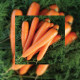Бріліанс F1 (2,2-2,4) насіння моркви Нантес пізньої 135 дн. 18-23 см (Nunhems)