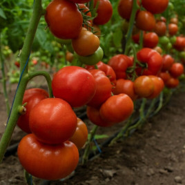 Редсонні F1 насіння томату напівдет. раннього окр. 200-220 гр. червон. (Rijk Zwaan)