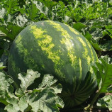 Атаман F1 семена арбуза тип кр.св. раннего 60-65 дней 10-12 кг овал. (Hazera)