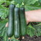 Аниса F1 семена цуккини (Hazera)