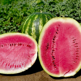 Кавун Бомбейро F1 