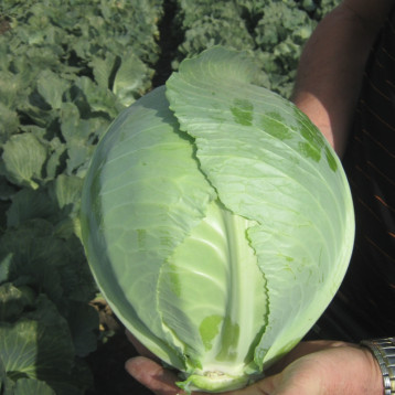 Бузони F1 семена капусты б/к среднепоздней (калибр.) (Hazera)