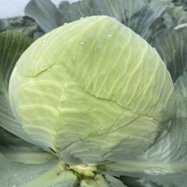 Насіння капусти Раменос F1 білокачанна пізня (Hazera)