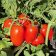 Філікса F1 насіння томату дет. раннього слив. 80-100 гр. червоний (Rijk Zwaan)