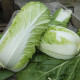 Вили F1 семена капусты пекинской (NongWoo Bio)