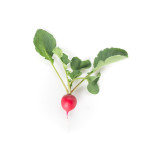 Валери F1 (3,25-3,5) (Valerie) семена редиса 25-28 дн. (Rijk Zwaan)