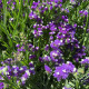 Пурпурний монах насіння кермеку (лимоніуму) 50-60 см (Floragran)