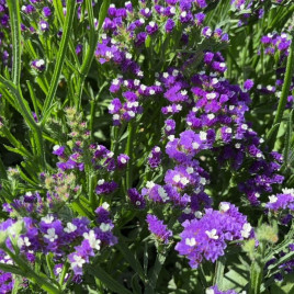 Пурпурний монах насіння кермеку (лимоніуму) 50-60 см (Floragran)