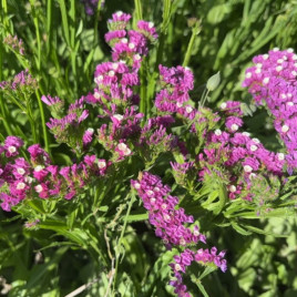 Кермек Супер розовая 