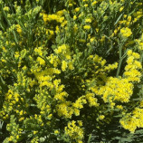 Кермек Золотий пісок 