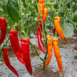 Перець Тандер F1