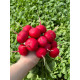 Донато F1 (3,2-3,4 мм) насіння редису раннього 20-25 дн. (Hazera)
