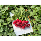 Донато F1 (3,2-3,4 мм) семена редиса раннего 20-25 дн. (Hazera)