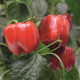 Чайка F1 (precision) насіння перцю солодкого тип Блочний середньораннього 70-75 дн. корот.куб. 220-250 гр. 5-7 мм зел./червон. (