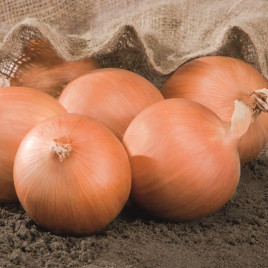 Роухайд F1 (Рохайд F1) B-mox (primed seeds) насіння цибулі ріпчастої середньої 110 дн. жовтої (Bejo)