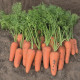 Каспи F1 (2.4-2.6мм) семена моркови Шантане ультраранней 100дн. (Bejo)