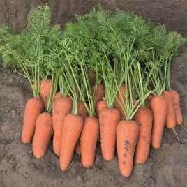 Каспи F1 (2.4-2.6мм) семена моркови Шантане ультраранней 100дн. (Bejo)