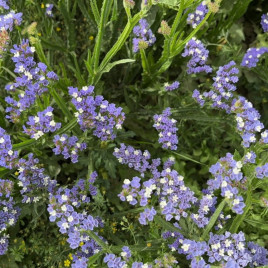 Світло-небесний насіння кермеку (лимоніуму) 50-60 см (Floragran)