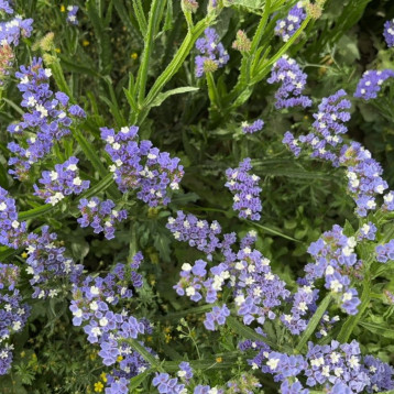 Светло-небесный семена кермека (лимониума) 50-60 см (Floragran)