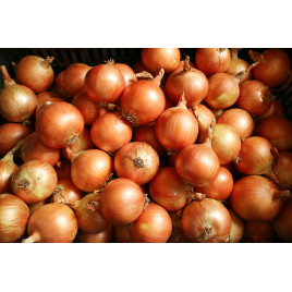 Тандерстоун F1 семена лука репчатого среднего 110 дн. 150-180 гр. желтого (Hazera)