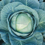 Агрессор F1 семена капусты б/к среднепоздней 110-120 дней 3-5 кг окр. (Syngenta)