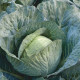 Структа F1 (калібр.) насіння капусти б/г середньопізньої 110 дн. 2-3 кг окр. (Takii Seeds)