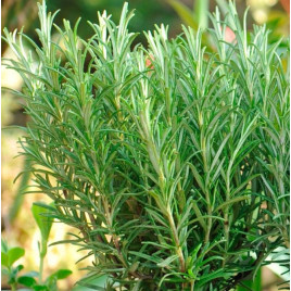 Розмарин семена (Moravoseed)