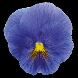 Інспаєр Плюс F1 тру блу насіння віоли (Benary)