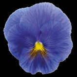 Инспаер Плюс F1 тру блу семена виолы (Benary)