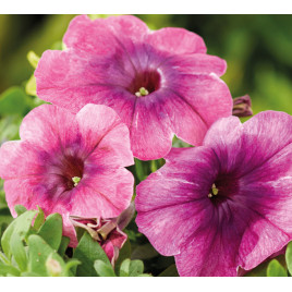 Шейк F1 cherryberry семена петунии мультифлора 25-30см (Hem Genetics)