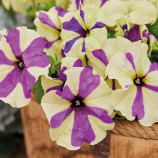 Шейк F1 grapeberry насіння петунії мультифлора 25-30см (Hem Genetics)