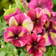 Шейк F1 raspberry насіння петунії мультифлора 25-30см (Hem Genetics)