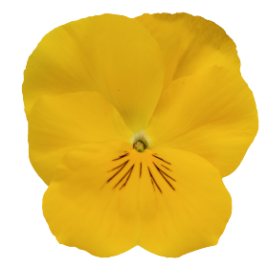 Хайфлаєр F1 жовта (yellow) насіння віоли (Benary)