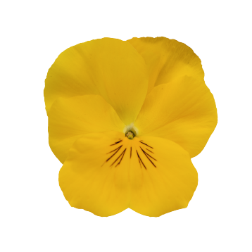 Хайфлаєр F1 жовта (yellow) насіння віоли (Benary)